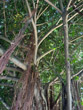 waikiki9